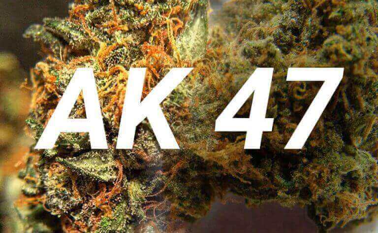 Ak 47