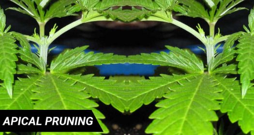apical prunning