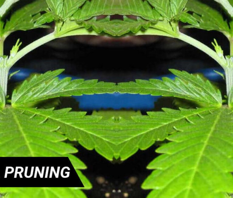 apical prunning