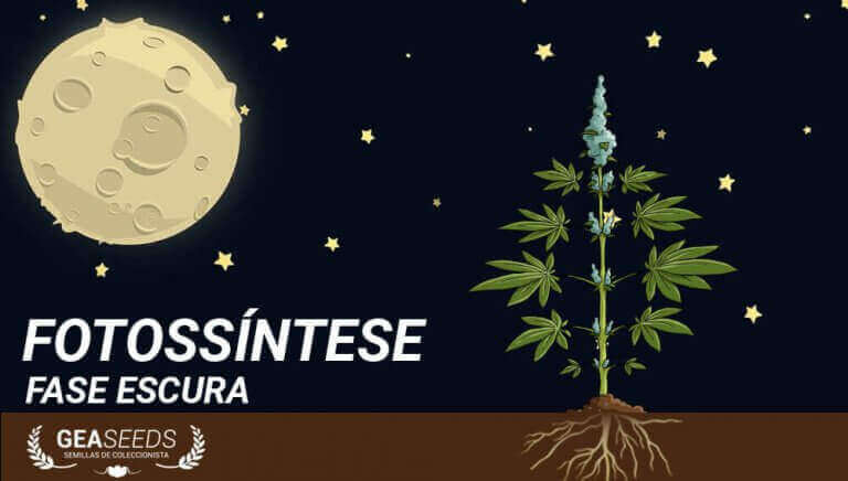 Fotossíntese fase escura