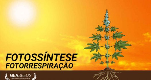 Fotorrespiração fotossintética