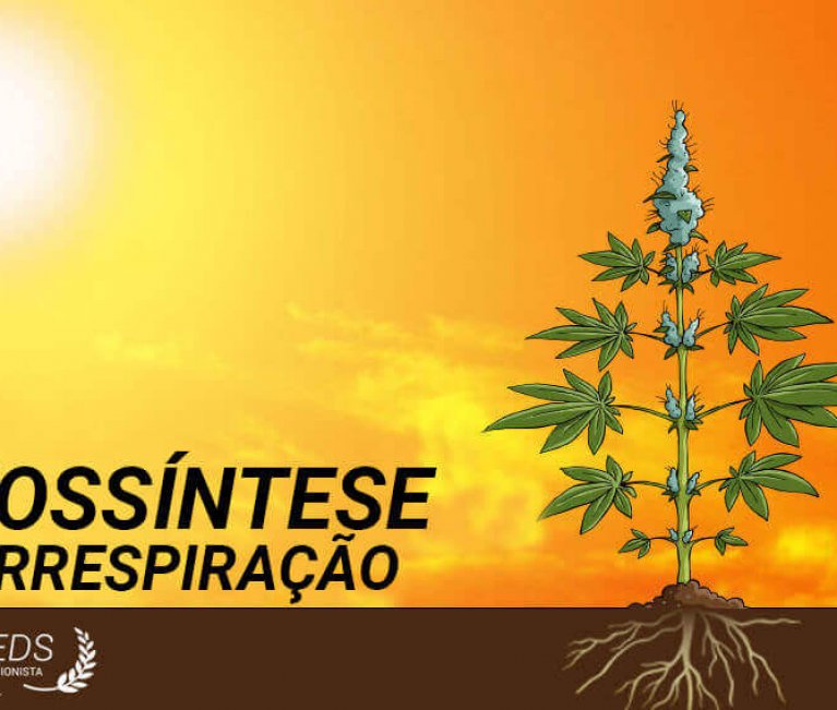 Fotorrespiração fotossintética