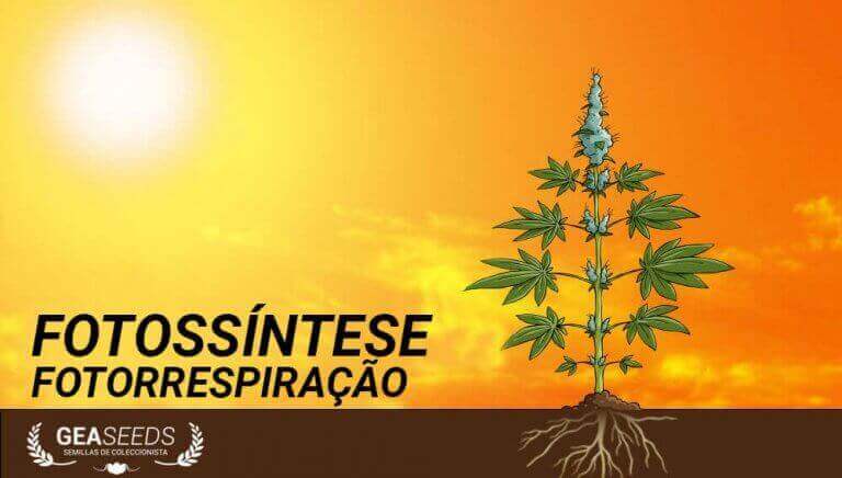 Fotorrespiração fotossintética