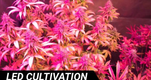 led cultivation
