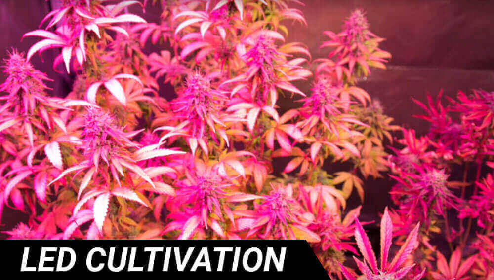 led cultivation