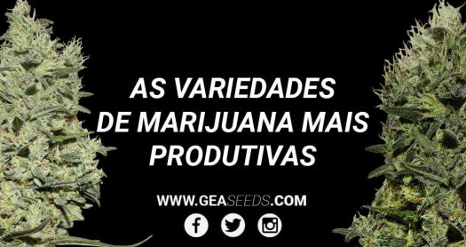 Marihuana productiva