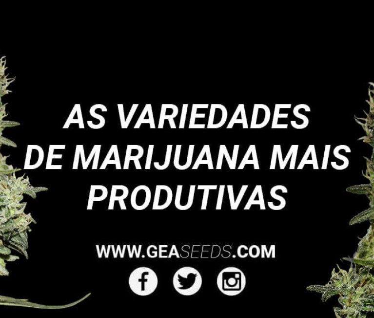 Marihuana productiva