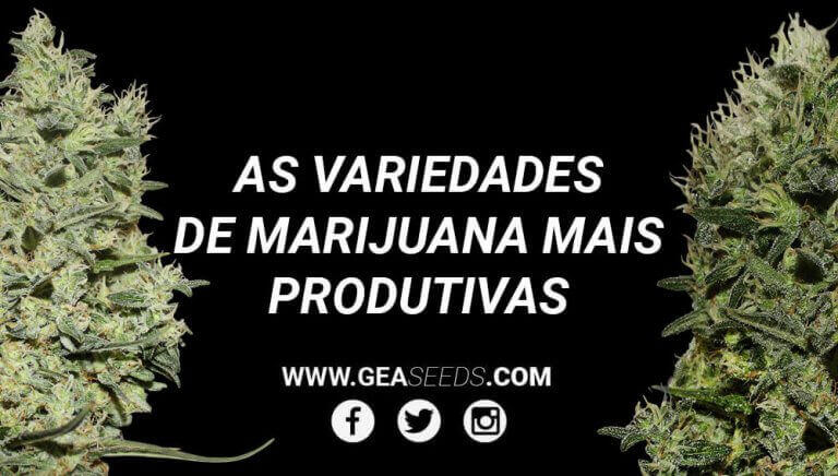 Marihuana productiva