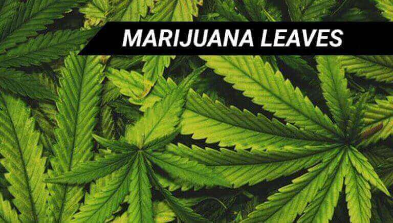 marijuana leaves