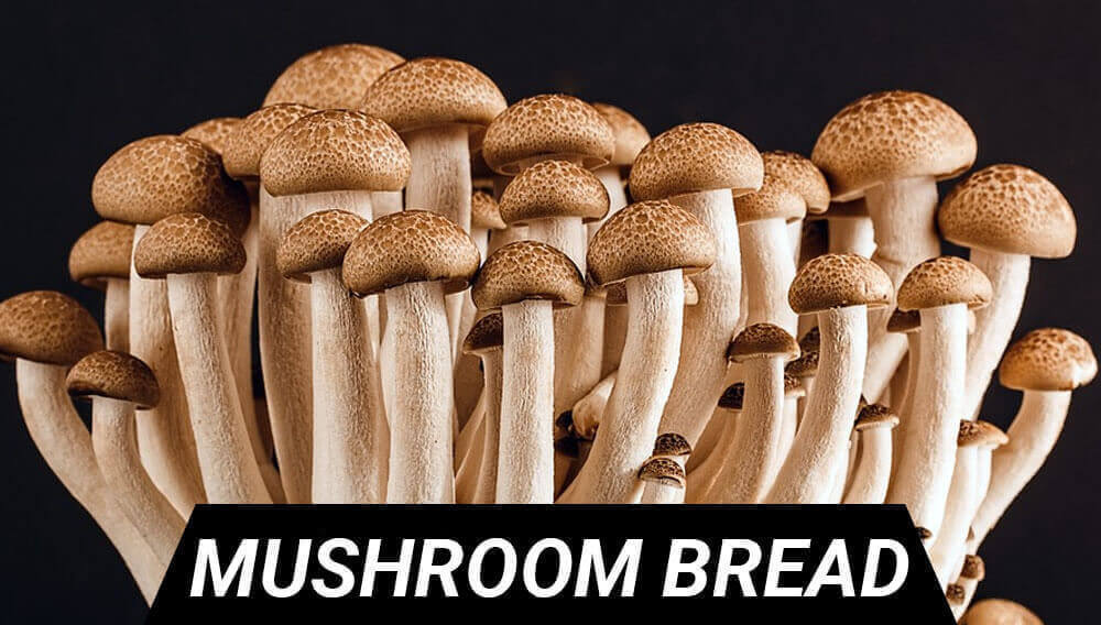 mushroom bread