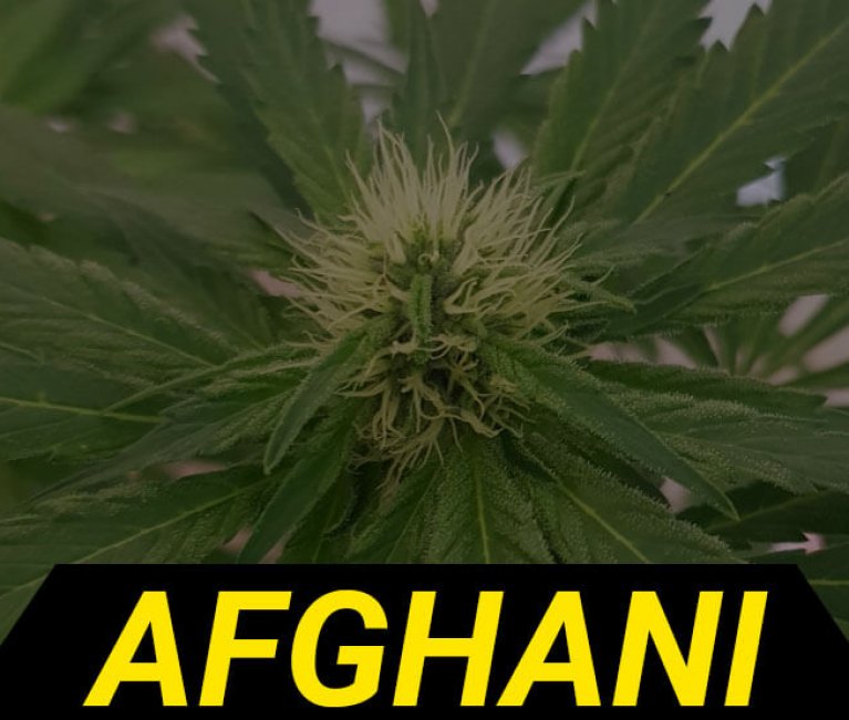 afghani