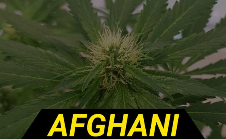 afghani