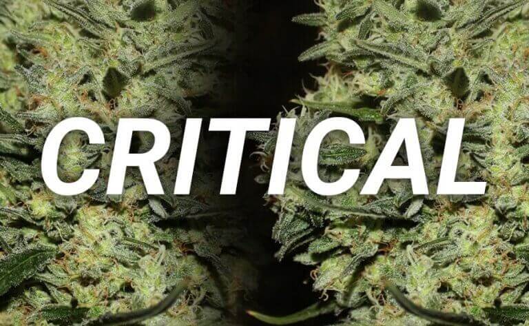 critical