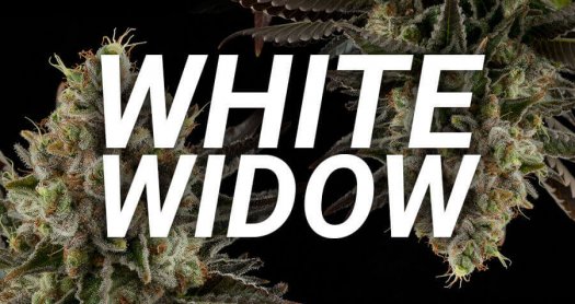 white widow