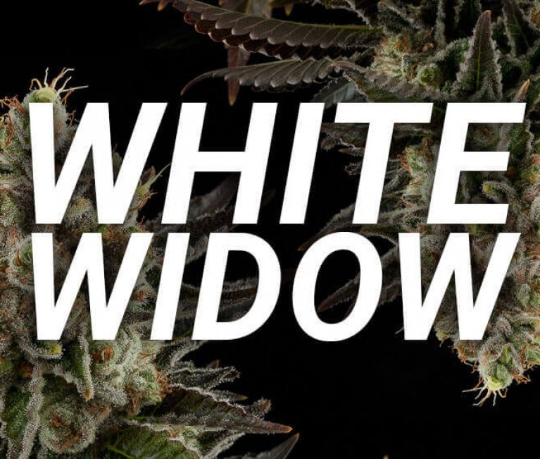 white widow