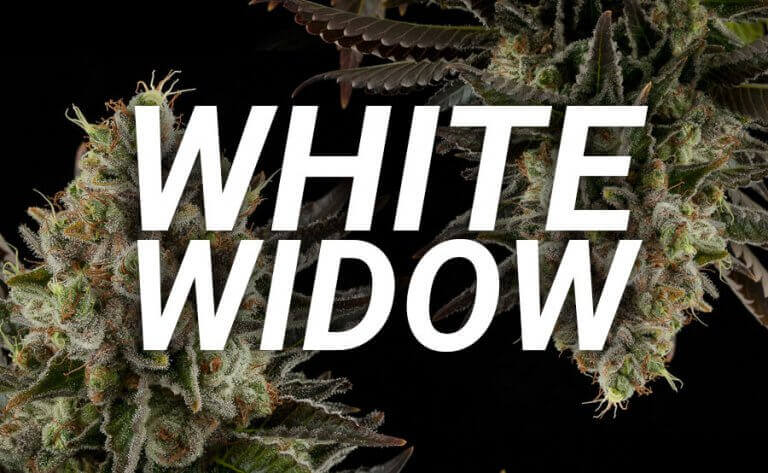 white widow
