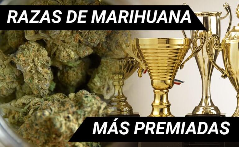 marihuana premiada