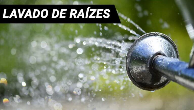 lavado raizes