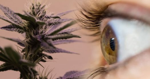 cannabis y glaucoma