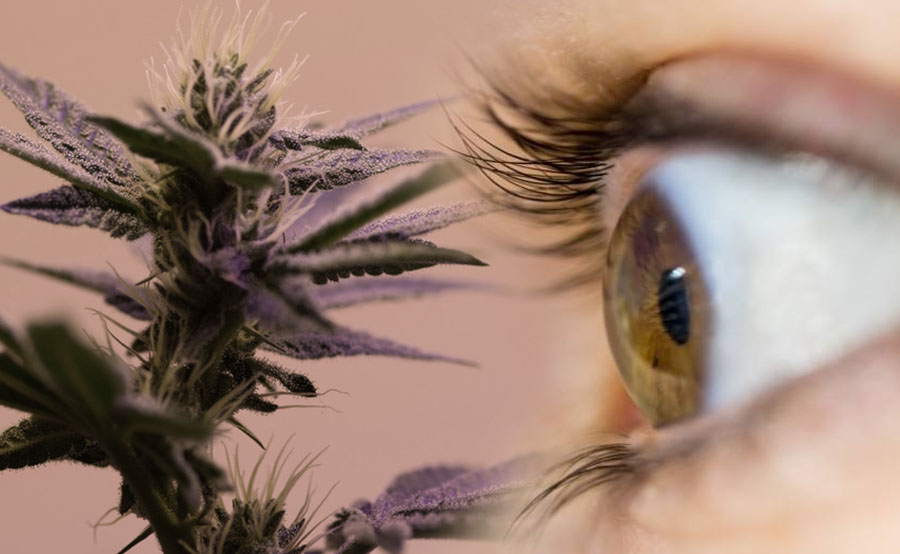 cannabis and glaucoma