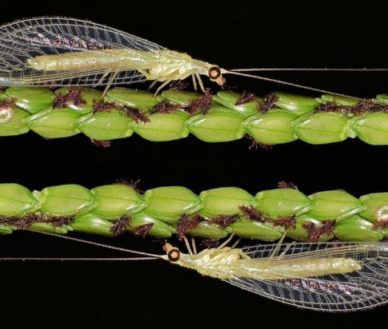 crisopa verde