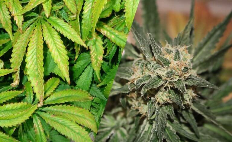 estres positivo y negativo marihuana