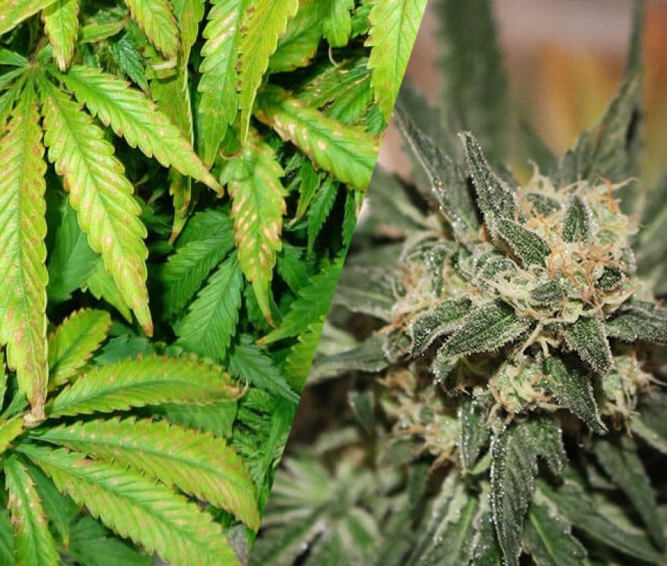 estres positivo y negativo marihuana