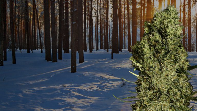 marihuana en invierno