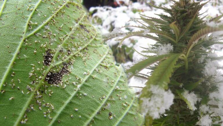 marihuana resistente