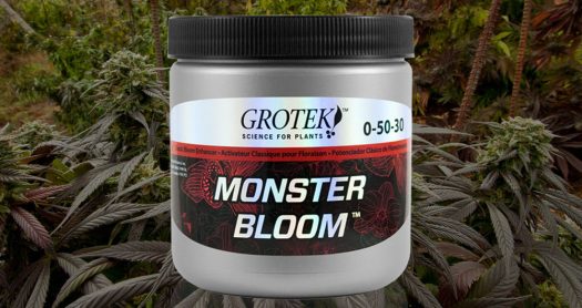 monster bloom