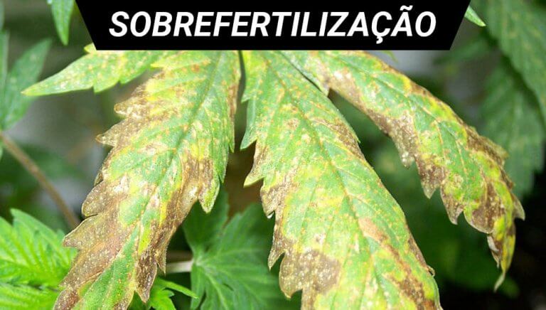 sobrefertilizaçao