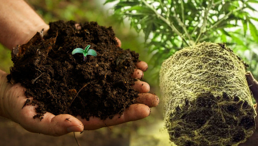 transplant marijuana