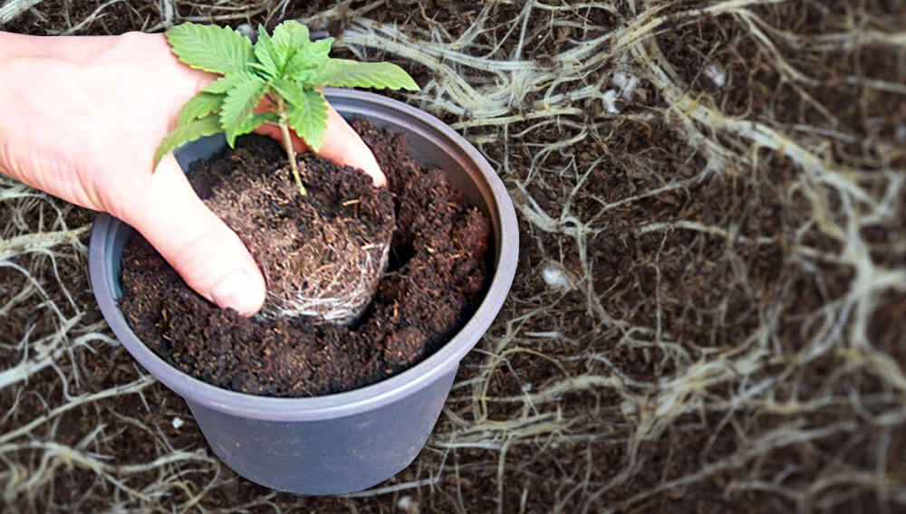 planting transplants