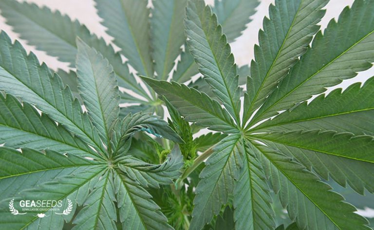 GROWTH CYCLE  – VEGETATIVE STAGE IN MARIJUANA