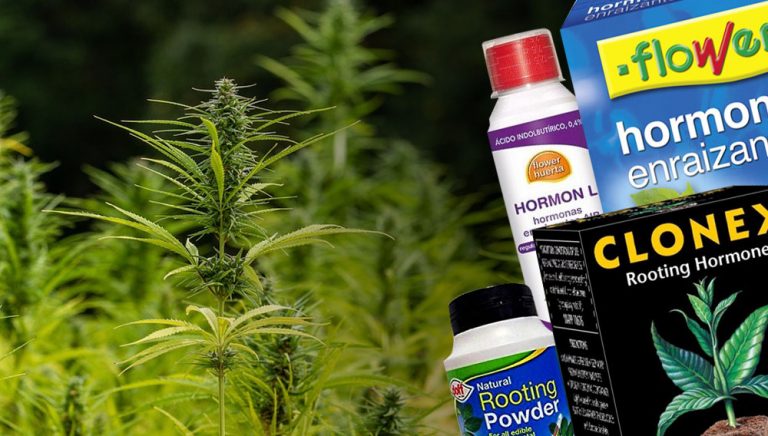 hormonas enarizantes