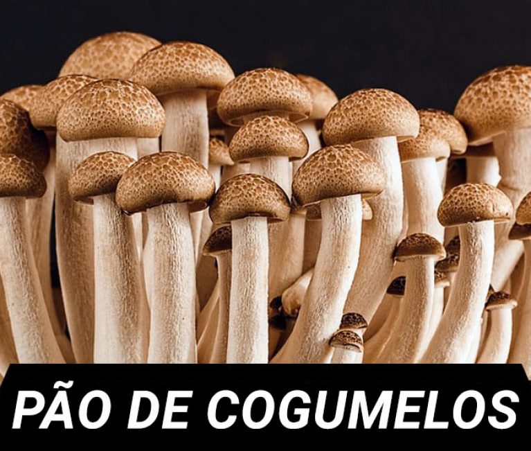 pao cogumelos