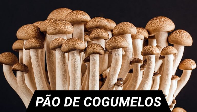 pao cogumelos