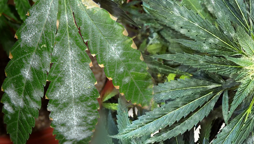 Leaf with powdery mildew all over the place