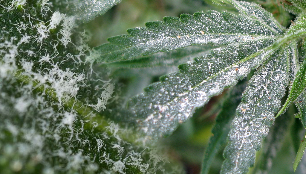 Powdery mildew attacking marijuana