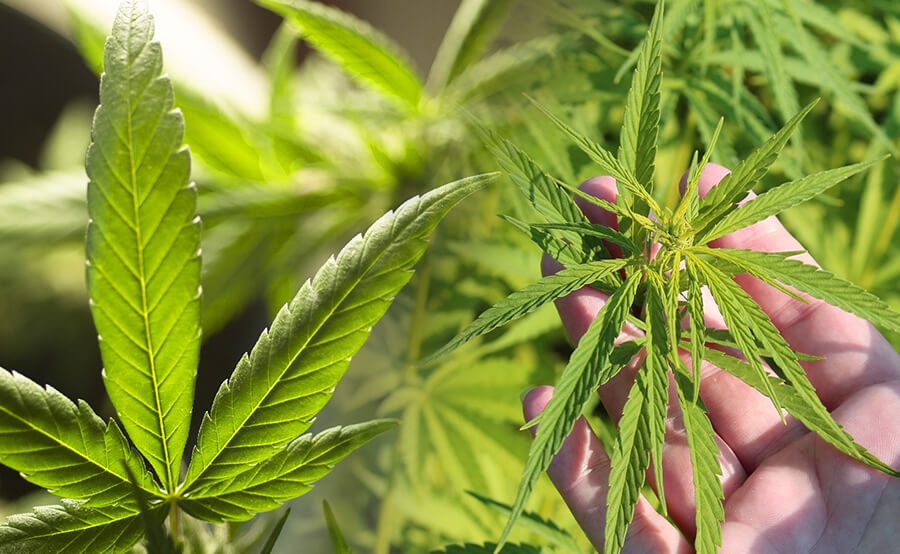 Hojas y brotes de marihuana fotodependiente