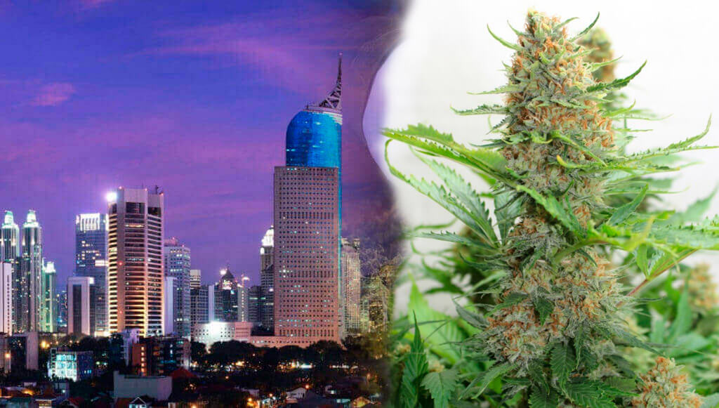 Indonesia y marijuana