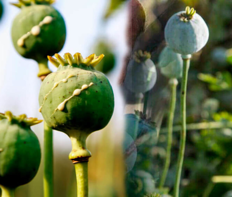 sap extraction