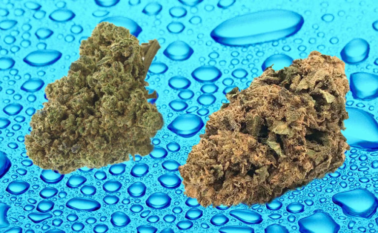 Cogollos y agua para humedecerlos