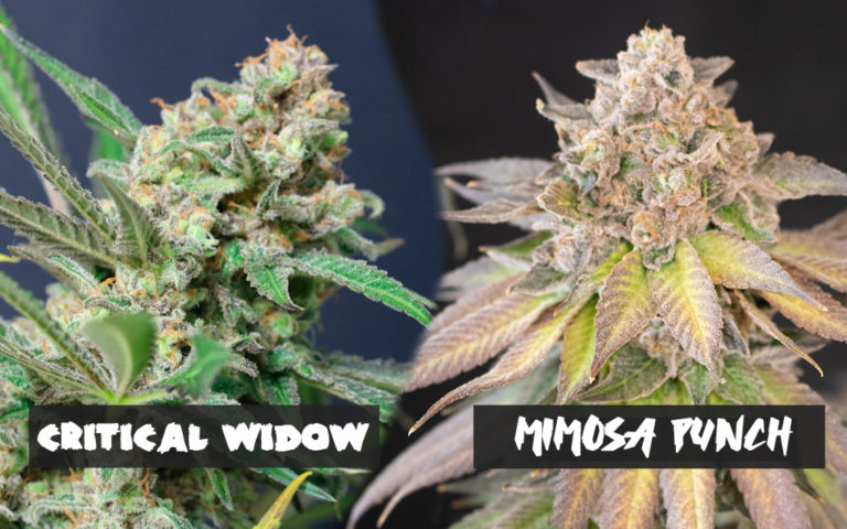 Nuevas marihuanas del 2024