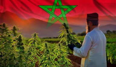 MARRUECOS Y LA MARIHUANA: UNA RELACIÓN HISTÓRICA EN CONTINUO CAMBIO