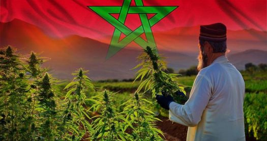MARRUECOS Y LA MARIHUANA: UNA RELACIÓN HISTÓRICA EN CONTINUO CAMBIO