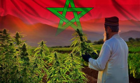 MARRUECOS Y LA MARIHUANA: UNA RELACIÓN HISTÓRICA EN CONTINUO CAMBIO