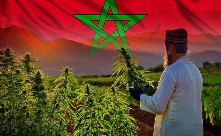 MARRUECOS Y LA MARIHUANA: UNA RELACIÓN HISTÓRICA EN CONTINUO CAMBIO