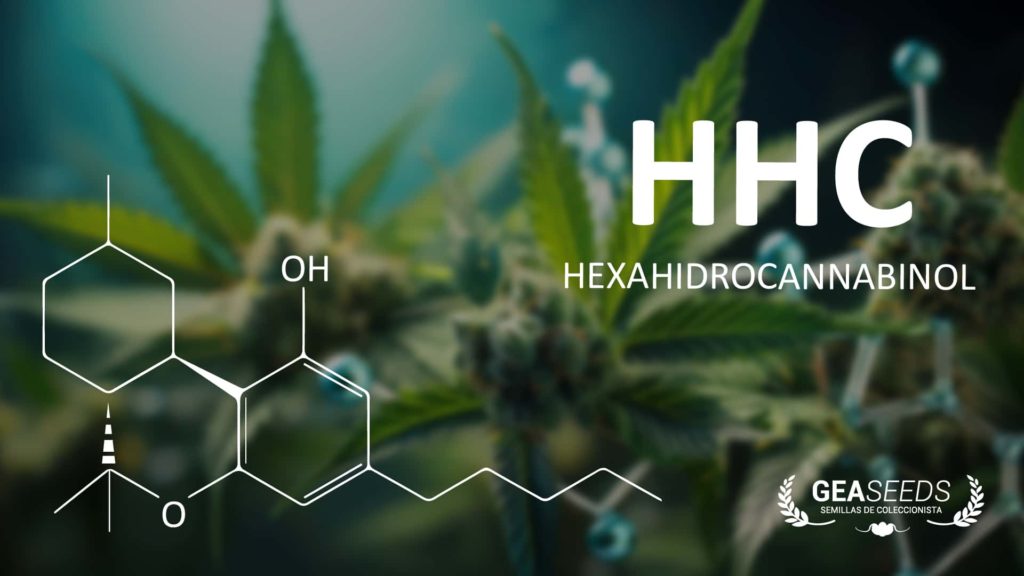 HHC - Fórmula química dibujada sobre una planta de cannabis