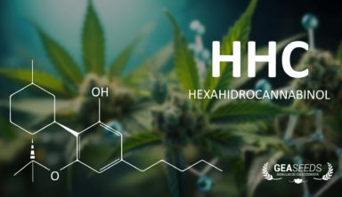 HHC - Fórmula química dibujada sobre una planta de cannabis